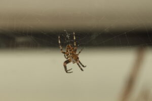 cross orb weaver 6