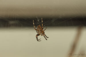 editcross orb weaver 6